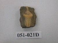 藏品(小型海百合化石)的圖片